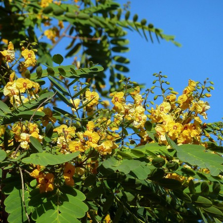 Tipuana tipu sementes Tipuana tipu sementes