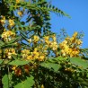 Tipuana tipu sementes