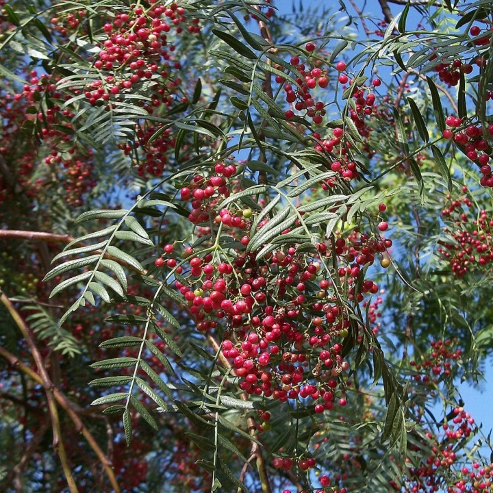 Schinus molle sementes