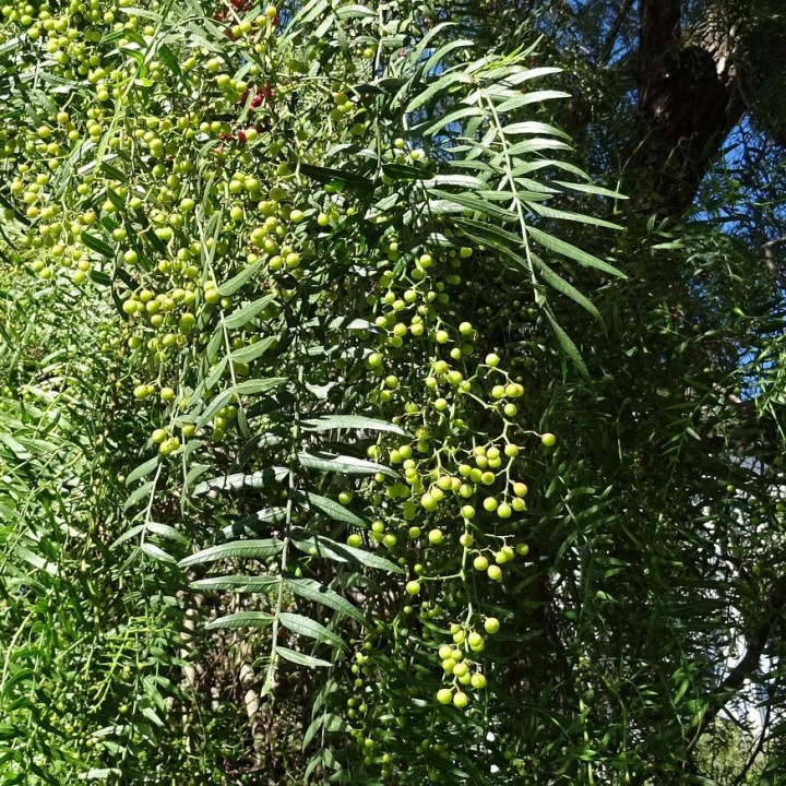 Compre sementes de Schinus molle – Aroeira-salsa, árvore ornamental e aromática
