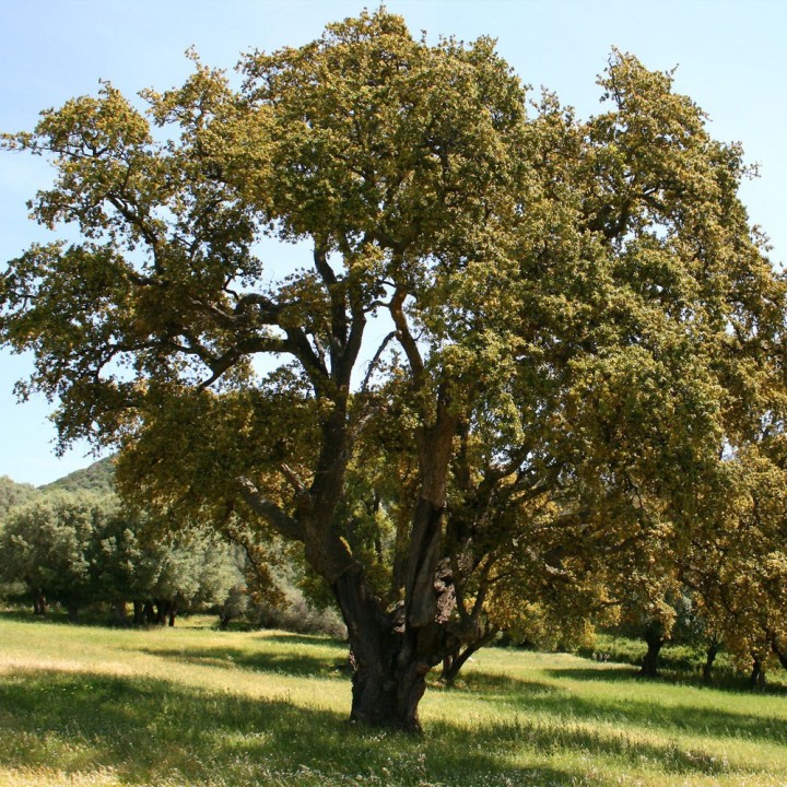 Quercus suber sementes