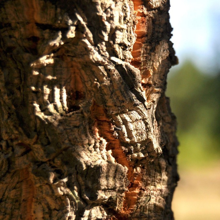 Quercus suber (Sobreiro) - Sementes - Árvore mediterrânica resistente