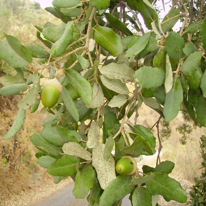 Quercus suber (Sobreiro) - Sementes - Árvore mediterrânica resistente