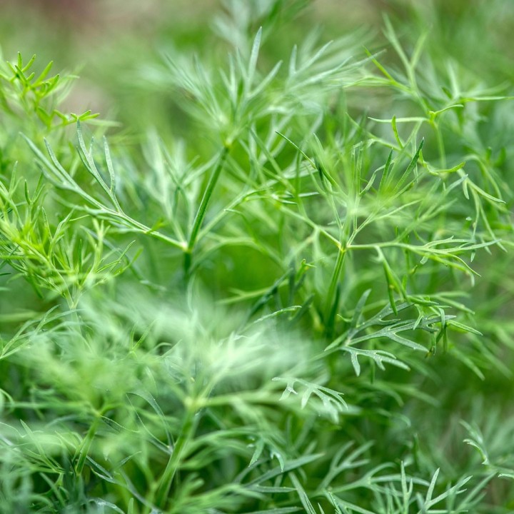 Comprar online sementes de Aneto ou Endro (Anethum graveolens)