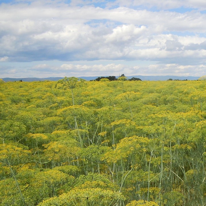 Comprar online sementes de Aneto ou Endro (Anethum graveolens)