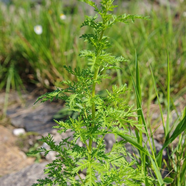 Sementes de Artemisia annua a planta doce de absinto ou malária chinesa