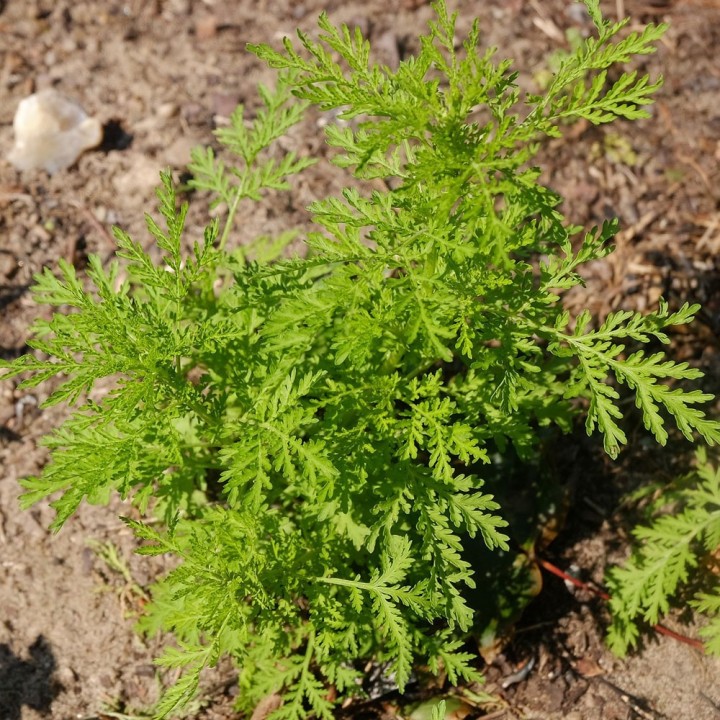 Sementes de Artemisia annua a planta doce de absinto ou malária chinesa