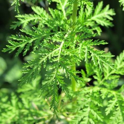 Artemisia annua sementes