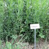 Artemisia dracunculus sementes