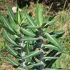 Euphorbia lathyris sementes
