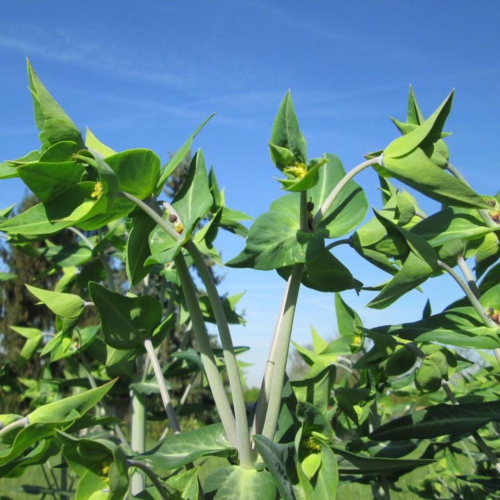 Sementes de Tártago (Euphorbia lathyris) | especialistas em sementes