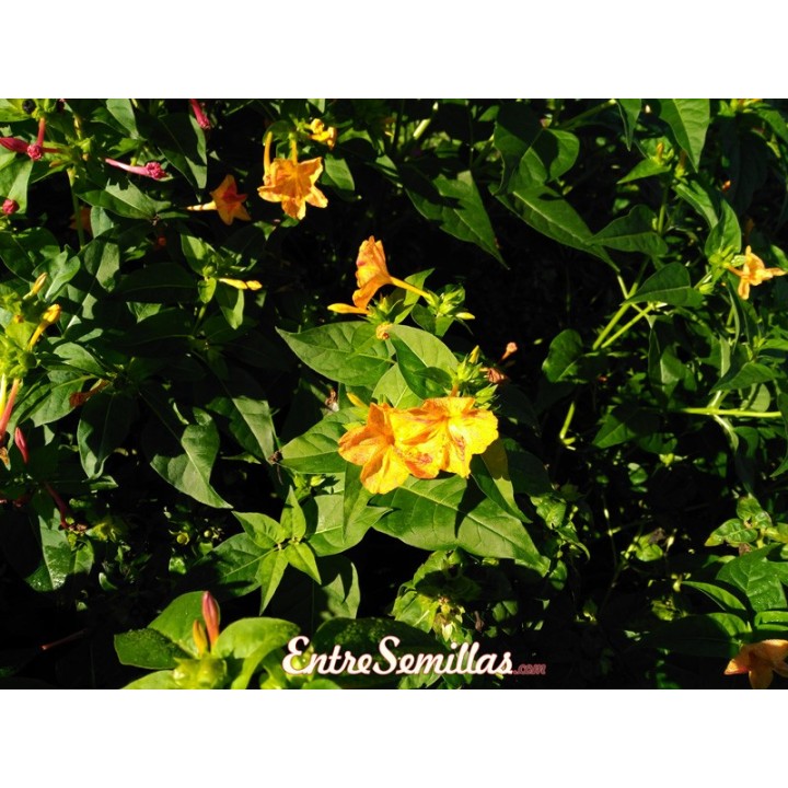 semillas de mirabilis jalapa dondiego de noche