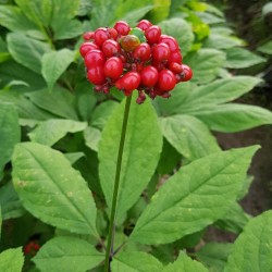 Panax ginseng sementes