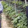 Ginseng - 5 sementes