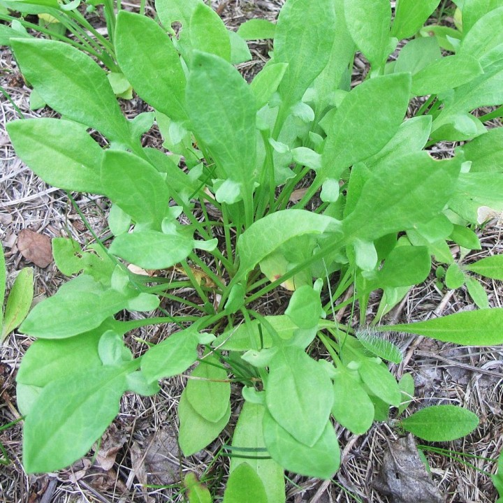 Sementes de Azedinha (Rumex acetosella)