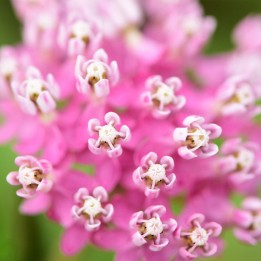 Asclepias incarnata - sementes