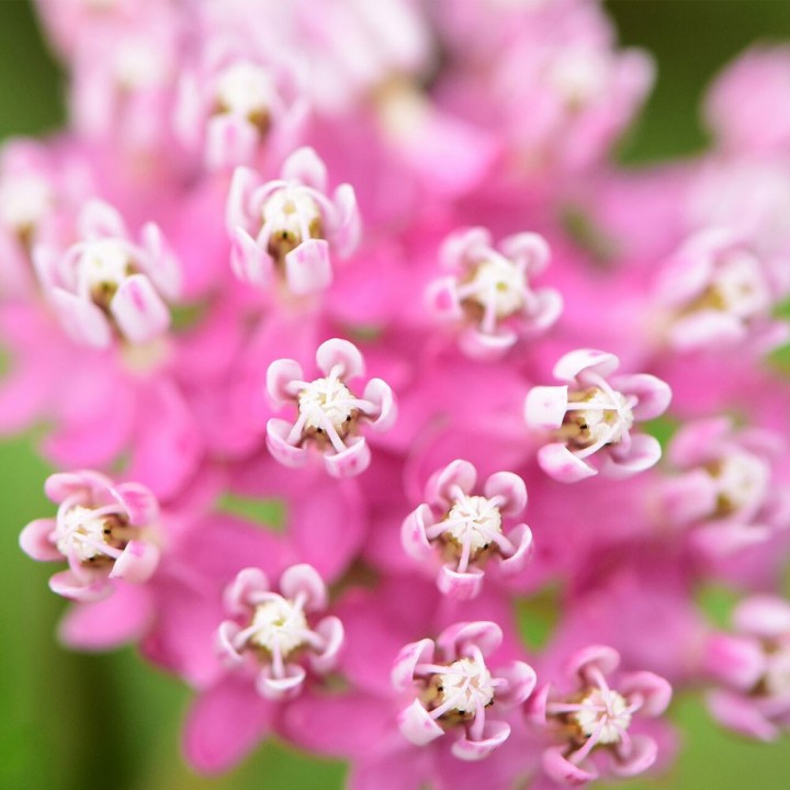 Asclepias incarnata - sementes