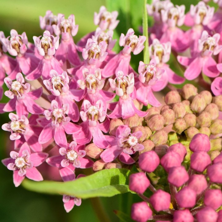 Sementes de Asclepias incarnata