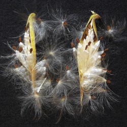 Asclepias tuberosa Amarela - 10 sementes