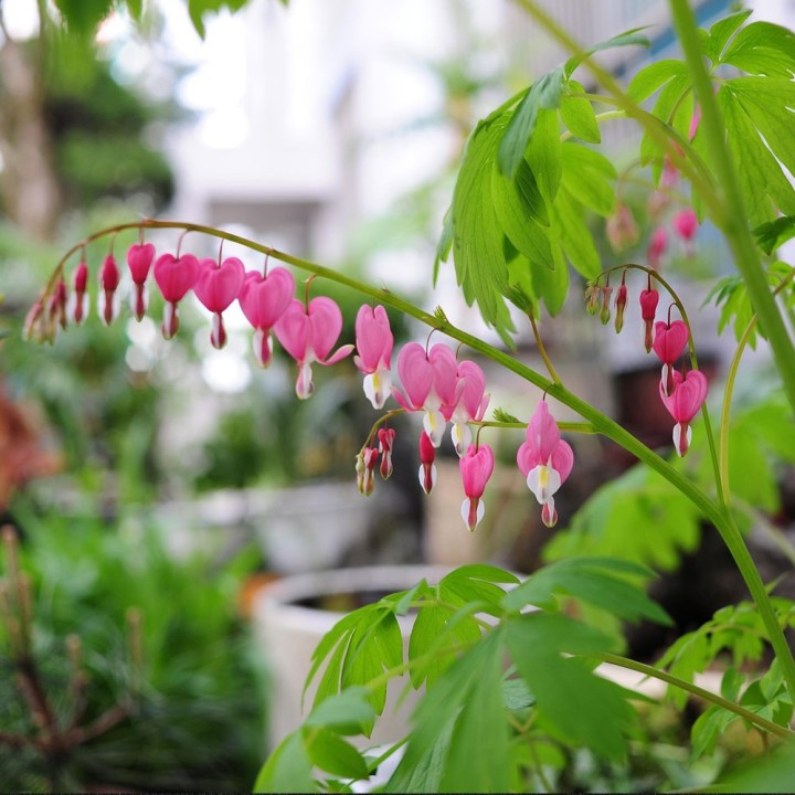 Sementes de Dicentra spectabilis rosa (Dicentra spectabilis ou Lamprocapnos) Comprar coração sangrento en semente