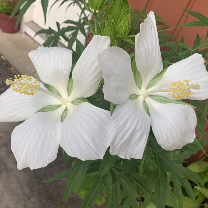 Sementes de Hibiscus coccineus branco (Hibiscus coccineus f. albiflorus)
