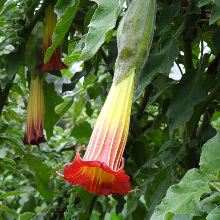 Brugmansia sanguinea sementes