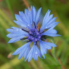 Centaurea cyanus (azul) - 150 sementes
