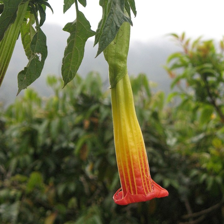 Compre sementes de Brugmansia vermelha (Brugmansia sanguinea) - Flor exótica para o seu jardim