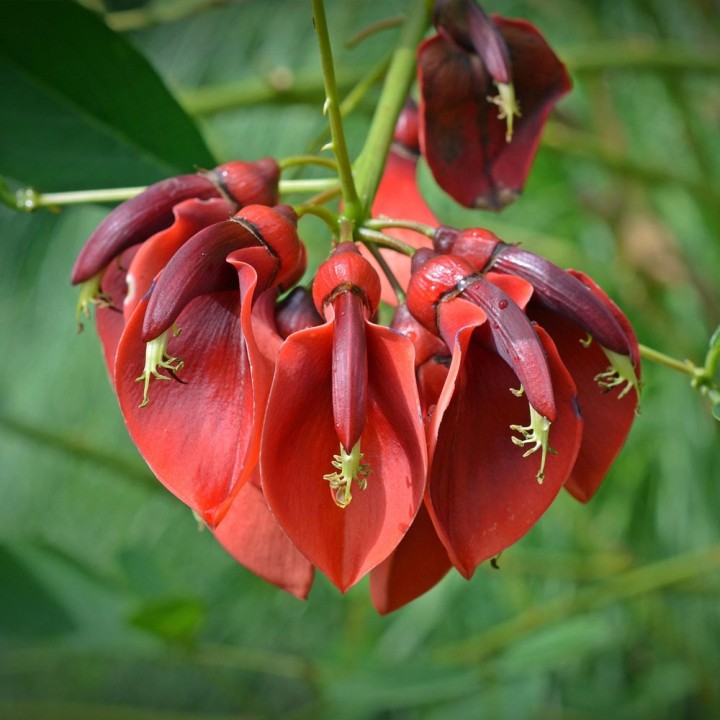 Eritrina cafra - Sementes