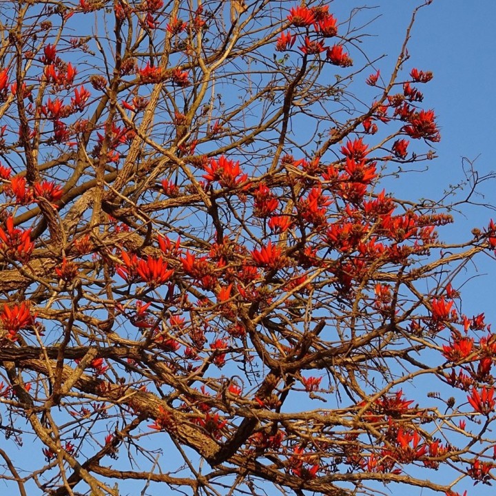 : "Compre sementes de Erythrina caffra (Árvore Coral) - Planta ornamental para jardins ensolarados