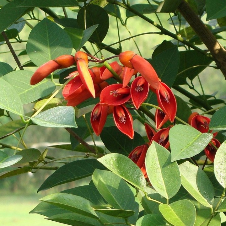 : "Compre sementes de Erythrina caffra (Árvore Coral) - Planta ornamental para jardins ensolarados