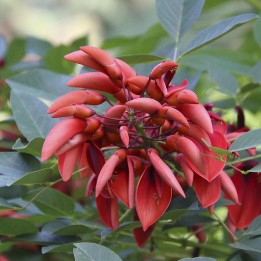 sementes de Erythrina caffra