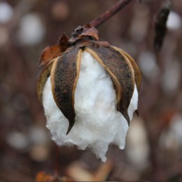 Gossypium hirsutum sementes