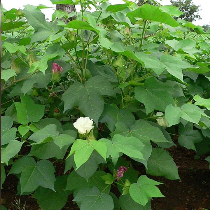 Compre sementes de Gossypium hirsutum (Algodão) - Planta produtora de algodão para cultivo