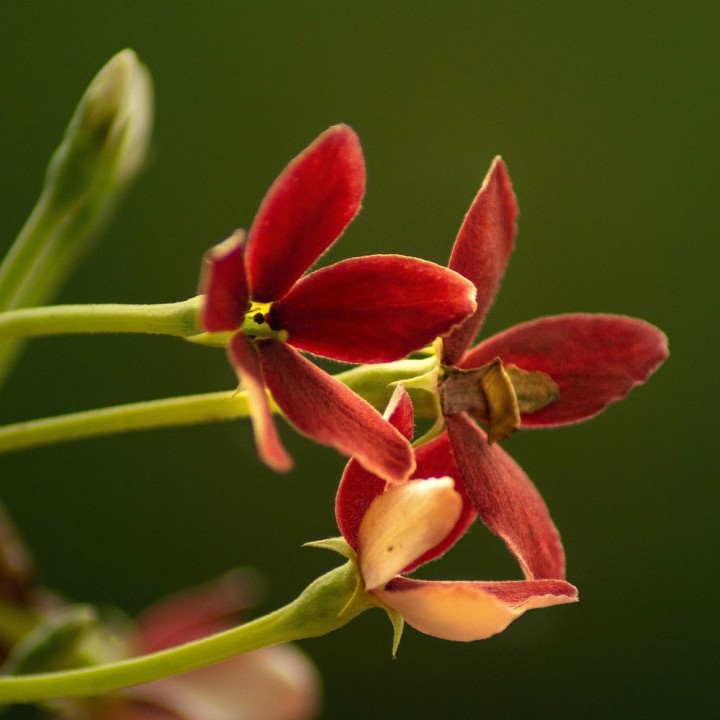 Sementes de Quisqualis indica, piscuala, quisqualis