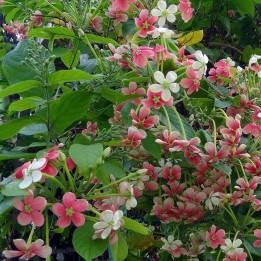 Combretum - Sementes