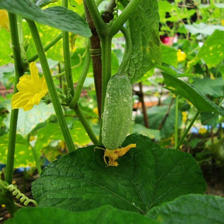 Sementes de picles ou pepinos em conserva de jardim cucumis sativus
