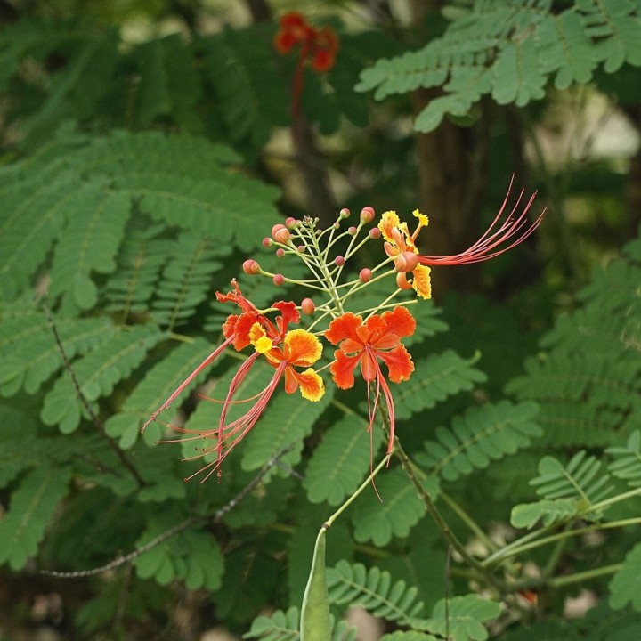 Sementes de Caesalpinia pulcherrima | Planta tropical exótica