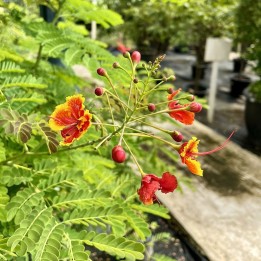 Caesalpinia pulcherrima sementes