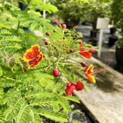 Caesalpinia pulcherrima sementes