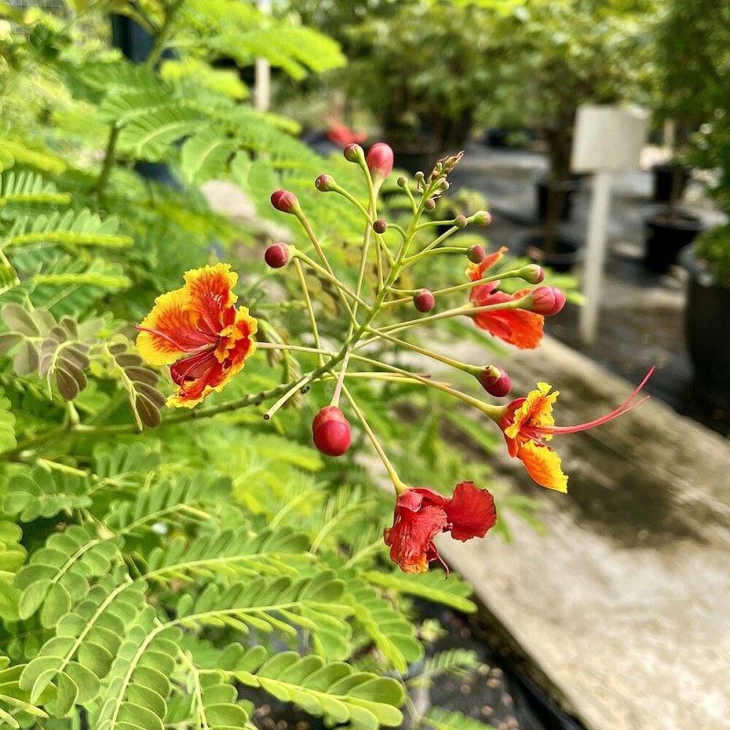 Caesalpinia pulcherrima sementes