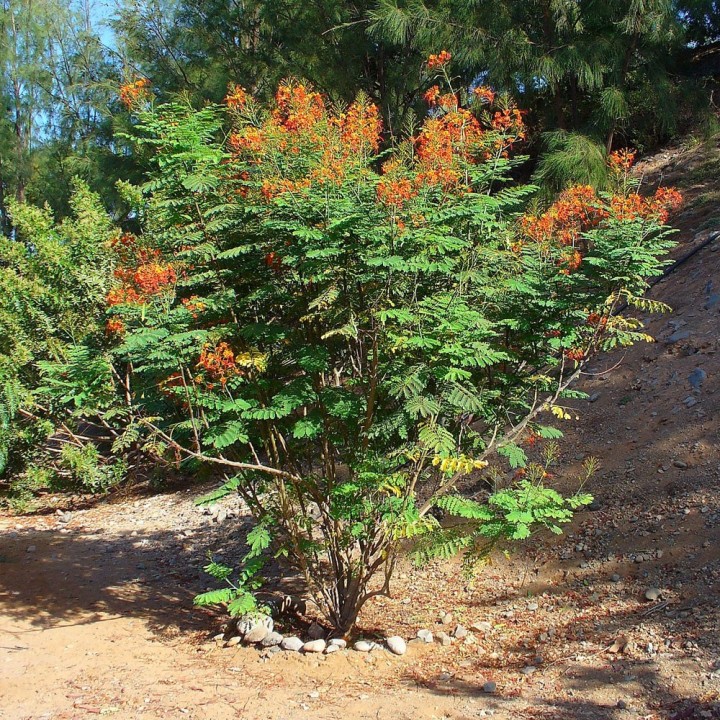 Sementes de Caesalpinia pulcherrima | Planta tropical exótica