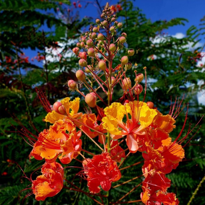 Sementes de Caesalpinia pulcherrima | Planta tropical exótica
