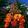Caesalpinia pulcherrima - Sementes