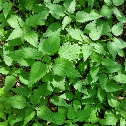 Urtica / Ortiga sementes