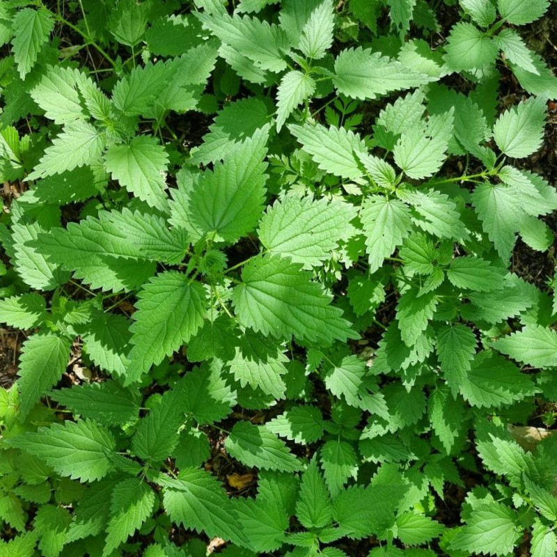 Urtica / Ortiga sementes