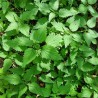 Urtica / Ortiga sementes