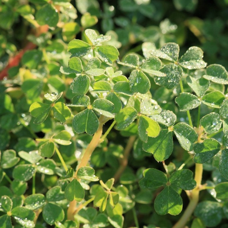 Oca - 1 planta