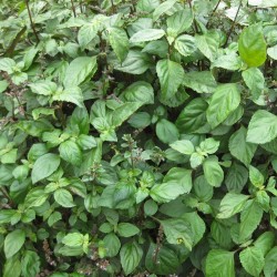 Patchouli - 1 planta