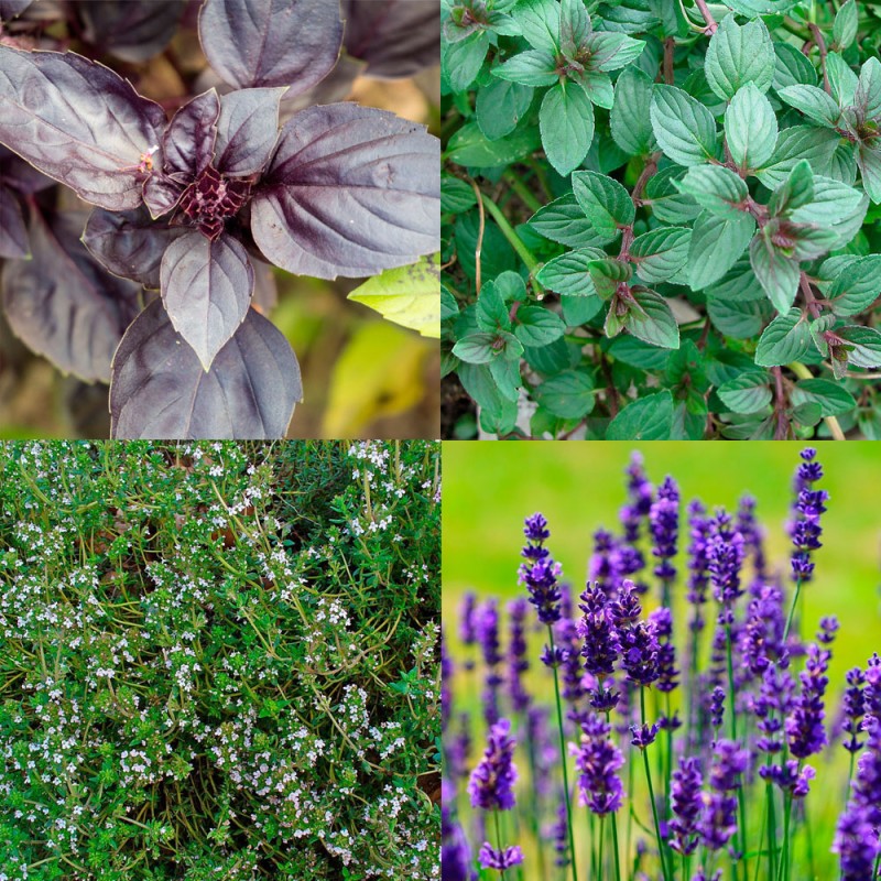 Pack "Plantas Aromáticas para Autosuficiência" - Sementes